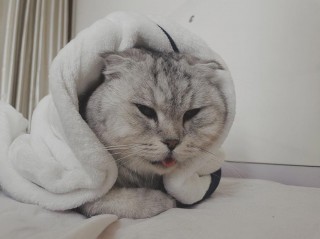 猫咪误食洗衣液怎么办？猫咪误食洗衣液措施（最新）