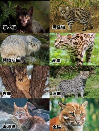 世界上最贵的猫咪？世界上最贵的猫咪长什么样（最新）