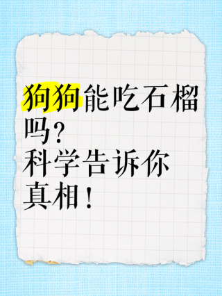 狗狗可以吃石榴吗，雪纳瑞狗狗可以吃石榴吗？