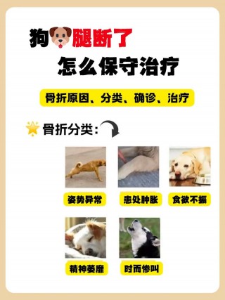 狗狗骨折多久能好？狗狗骨折多久能好起来（最新）