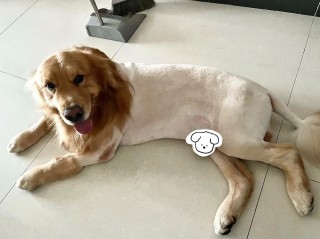 怎样给狗狗剃毛，（怎样给狗狗剃毛视频教程）