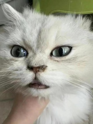 猫猫感冒症状？猫咪感冒有什么症状表现（最新）