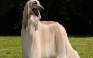 长毛小狗狗品种？长毛小狗的品种（最新）