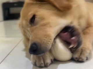 狗狗能吃馍馍吗？狗狗能吃馍片吗（最新）