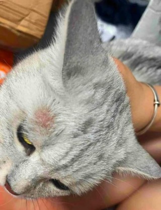 猫咪怎么会得猫藓？猫如何会得猫藓（最新）