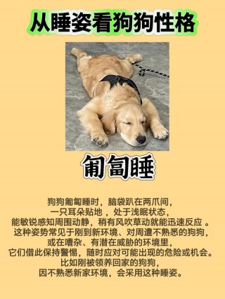 狗狗蜷缩睡觉什么原因，（狗狗蜷缩着睡是身体不舒服吗）