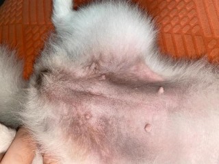 狗狗肚子发红怎么回事，狗狗肚子发红怎么回事吃什么药？