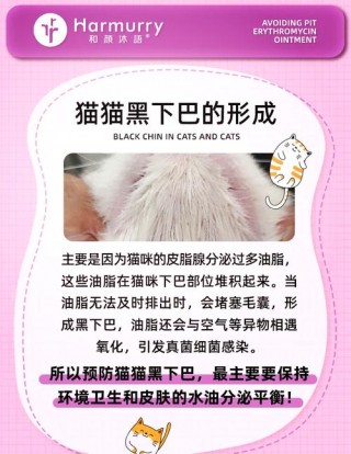 猫咪黑下巴怎么治最快，（猫咪黑下巴如何治疗）