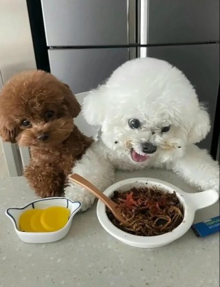 狗狗可以吃蛋炒饭吗，宠物狗能吃蛋炒饭吗？