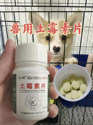 狗狗吃土霉素有什么用，狗狗吃土霉素好吗？