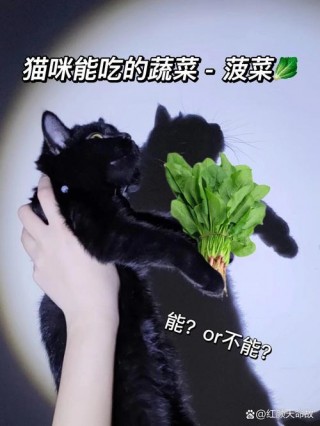 猫咪可以吃菠菜吗，（小猫咪可以吃菠菜吗）