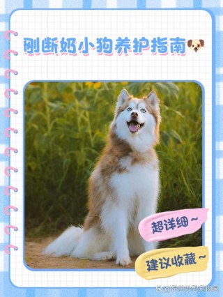 狗狗多大可以断奶，狗狗多大可以断奶吃狗粮？