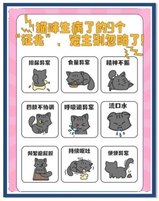 猫咪容易得什么病，（猫咪容易得的病以及症状）