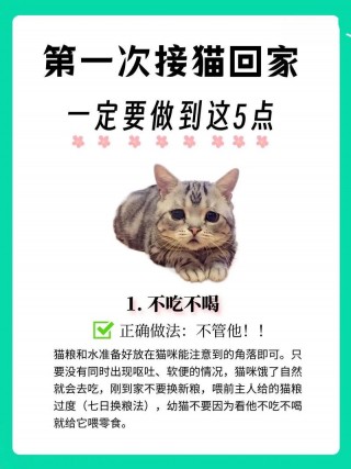 猫咪老叫怎么办，（猫咪老叫怎么办才能不叫）