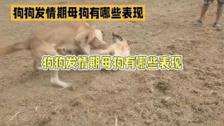 狗狗发情可以洗澡吗，狗狗发情期洗澡需要注意什么？