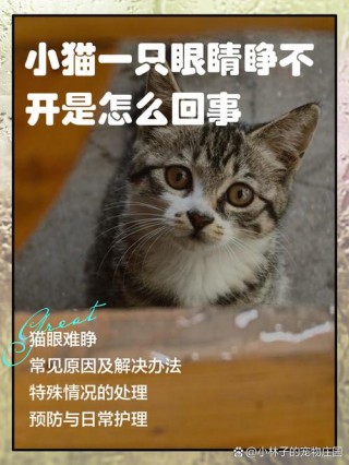 猫咪常见的眼睛疾病？猫咪常见眼睛疾病会传染吗（最新）