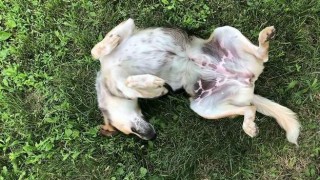 狗狗发情多少天？狗狗发情多少天出血量最大（最新）