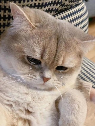 猫咪伤心的表现？猫咪伤心的表现图片（最新）