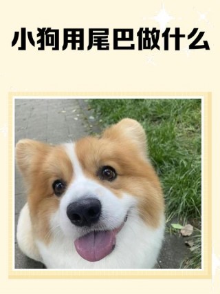 狗狗的尾巴有什么作用？狗的尾巴起啥作用（最新）