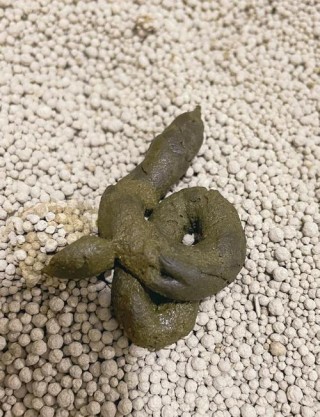 猫咪拉白色的屎，（猫咪拉白色屎的危害）