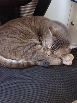 猫咪的睡觉姿势？猫咪的睡觉姿势代表什么（最新）