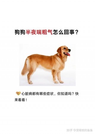 狗狗喘粗气是怎么回事，狗喘气粗重的原因？