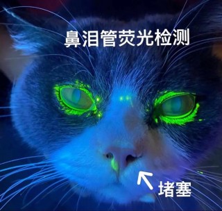 猫咪鼻泪管堵塞？猫咪鼻泪管堵塞会自愈吗（最新）
