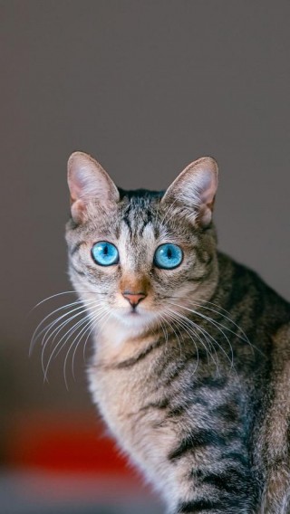 猫咪的眼睛是蓝色的，（猫咪眼睛是蓝色长大颜色会变吗）