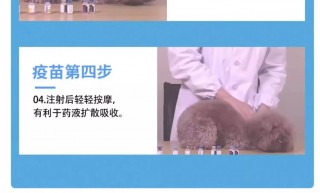 狗狗打完疫苗要注意什么，狗狗打完疫苗后应注意什么？