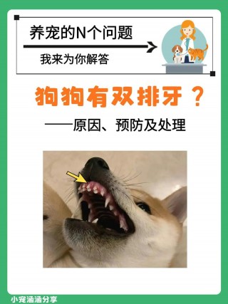 4岁狗狗牙齿松动怎么办，（4岁狗狗牙齿松动怎么办呢）