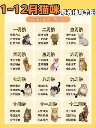 50天的猫咪吃什么？50天的猫咪吃什么食物（最新）