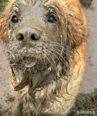 狗狗不洗澡怎么办？狗狗不洗澡有什么坏处（最新）
