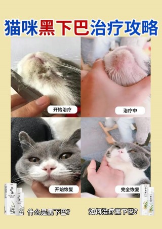 猫咪黑下巴怎么治疗？猫猫黑下巴是什么原因造成的（最新）