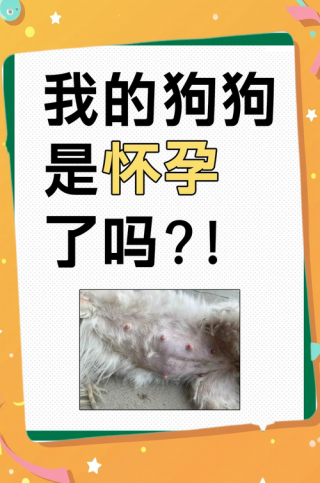 狗狗怀孕了怎么打胎？狗怀孕了如何打胎（最新）