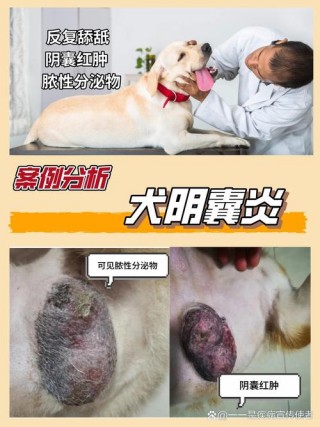 狗狗蛋蛋红肿涂什么药，狗狗蛋蛋红肿用什么药膏？