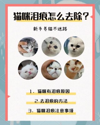 猫咪的泪痕怎么去除？猫咪泪痕怎么去除比较好（最新）