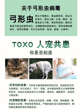 狗狗会感染弓形虫吗？狗狗会感染弓形虫吗传给孕妇吗（最新）