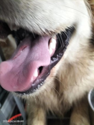 狗狗舌头流血了怎么办，（狗狗舌头流血有事吗）