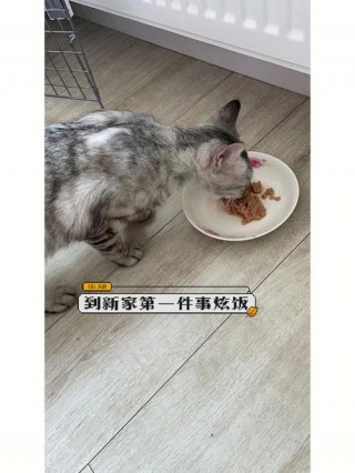 猫咪能喝小米粥吗，猫能喝小米粥和大米饭吗？