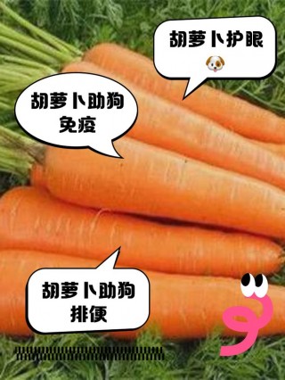 狗狗能生吃胡萝卜吗，（狗能吃生的胡萝卜吗?）