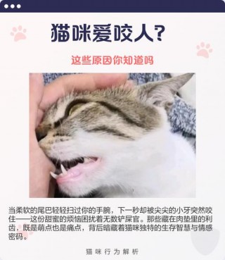 猫咪爱咬人是什么原因，猫咪非常爱咬人怎么办？