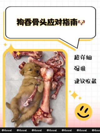 狗狗把骨头吞了怎么办，（狗狗把一块骨头咽下去,会不会不消化）
