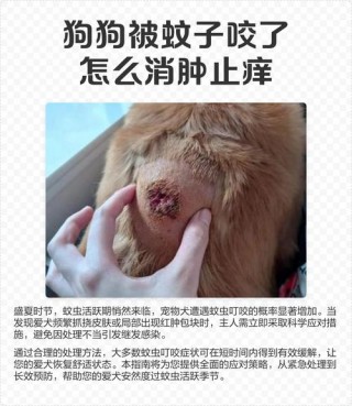 蚊子咬狗狗怎么办，蚊子叮咬狗狗会传染什么疾病？