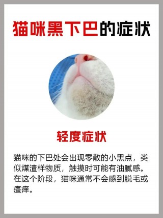 猫咪黑下巴什么样，猫咪黑下巴怎么样？