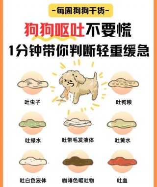 狗狗不消化呕吐怎么办？狗狗不消化呕吐怎么办吃什么药（最新）