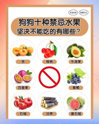 狗狗绝对不能吃的东西，狗狗决不能吃的东西？