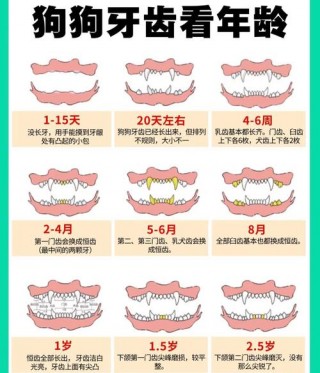 怎么看狗狗几岁了？怎么看狗狗几岁了,金毛（最新）