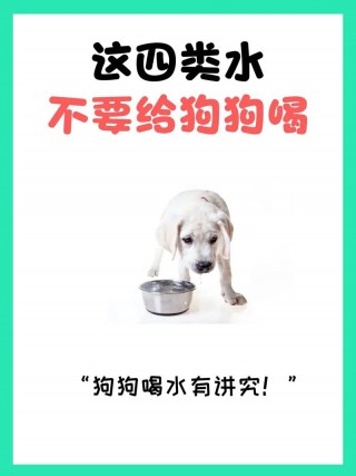 狗狗可以喝生水吗？狗狗可以喝生水吗会死吗（最新）
