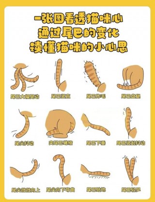 猫咪的尾巴长说明什么，猫的尾巴很长是怎么回事？