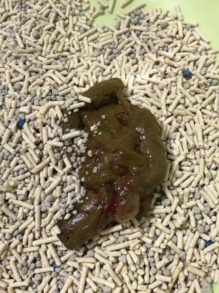 猫咪大便正常但是带血？猫咪粑粑正常但是带血（最新）